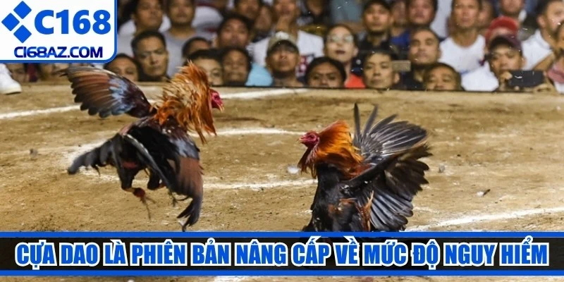 Cựa dao là phiên bản nâng cấp về mức độ nguy hiểm và yêu cầu chiến thuật cao
